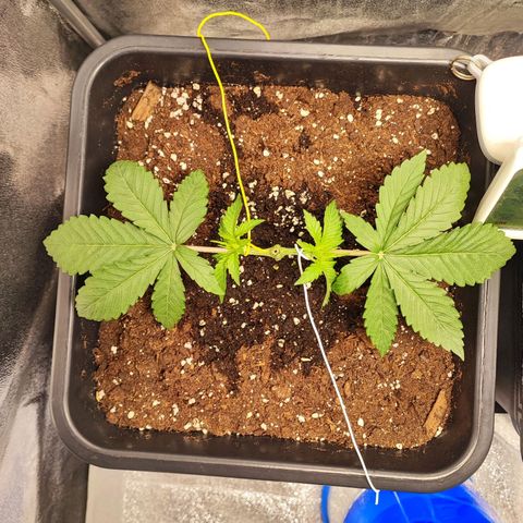 Dos si Dos 33 #1 growlog timeline photo