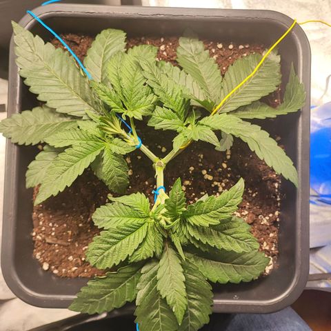 White Widow #1 growlog timeline photo