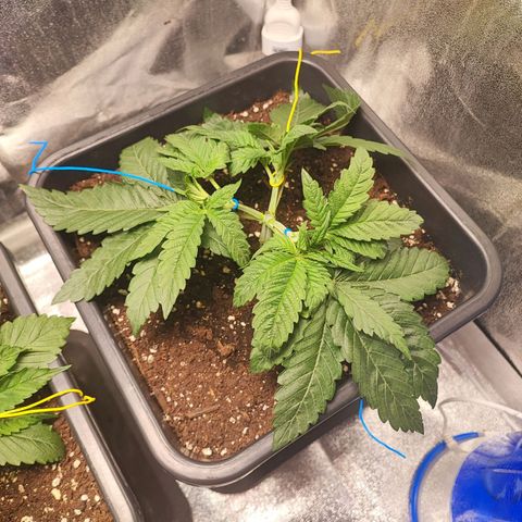 White Widow #1 growlog timeline photo