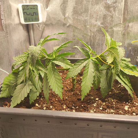 Dos si Dos 33 #1 growlog timeline photo