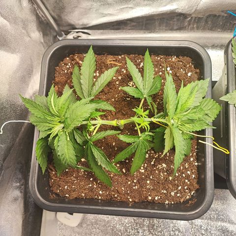 Dos si Dos 33 #1 growlog timeline photo