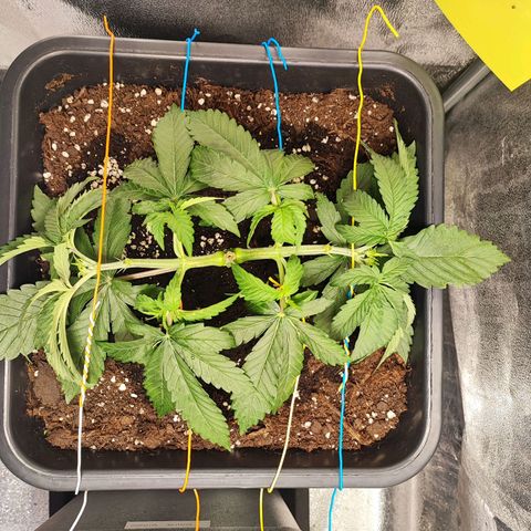 Dos si Dos 33 #1 growlog photo: Tagliati i rami che non intendevo lasciar crescere; data la forma desiderata alla pianta 