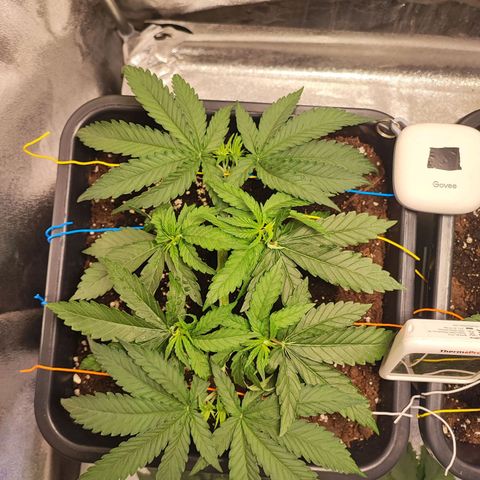 Dos si Dos 33 #1 growlog photo: Tagliate le foglie prendisole più basse