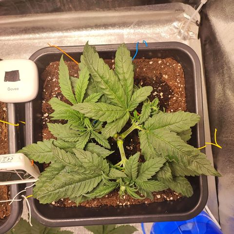 White Widow #1 growlog photo: Tagliate le foglie prendisole più basse