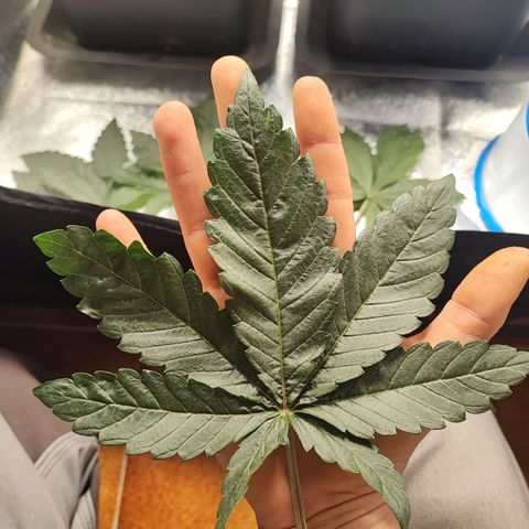 White Widow #1 growlog timeline photo