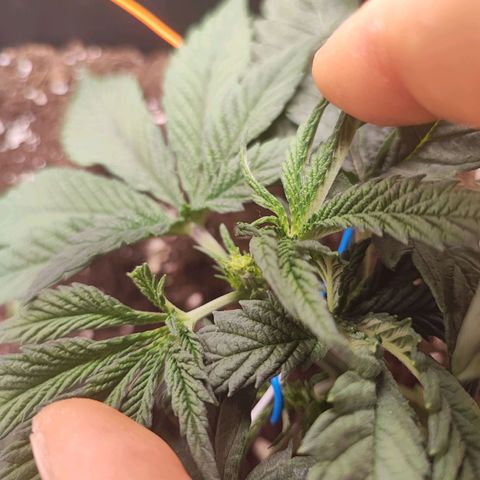 White Widow #1 growlog photo: Primo fimming 