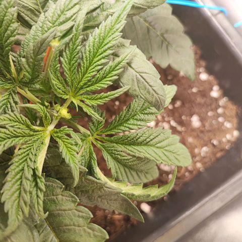 White Widow #1 growlog photo: Primo fimming 