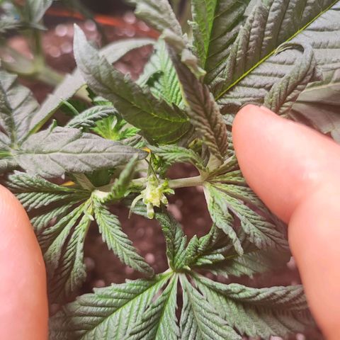 White Widow #1 growlog photo: Primo fimming 