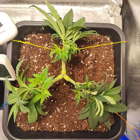 White Widow #1 growlog timeline photo
