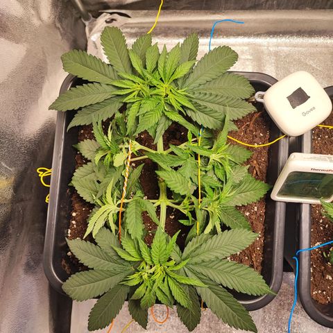 Dos si Dos 33 #1 growlog timeline photo