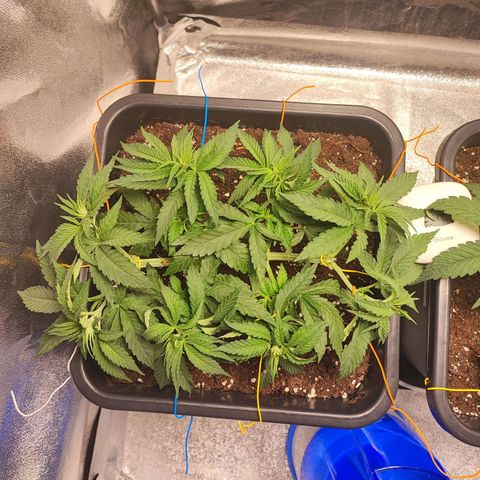 Dos si Dos 33 #1 growlog photo: Tagliate foglie prendisole più grandi