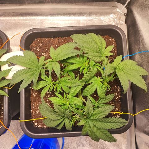 White Widow #1 growlog photo: Tagliati rami e foglie tra il primo e il terzo nodo di ogni ramo