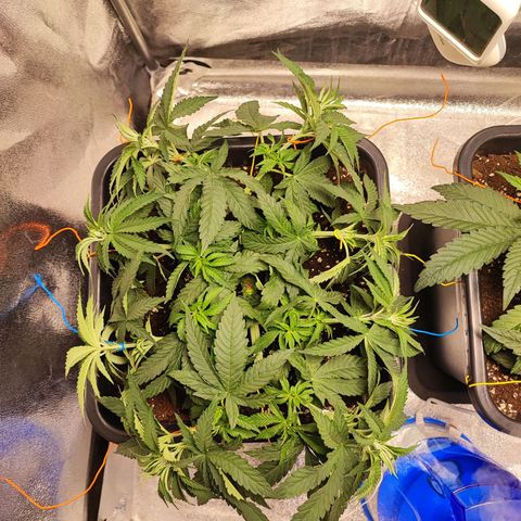 Dos si Dos 33 #1 growlog timeline photo