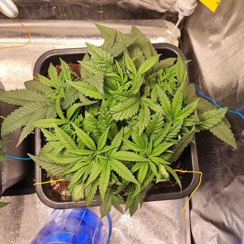 White Widow #1 growlog timeline photo