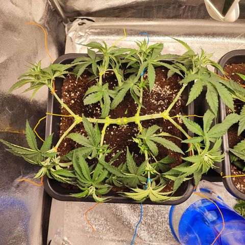 Dos si Dos 33 #1 growlog photo: Primo Lollipopping