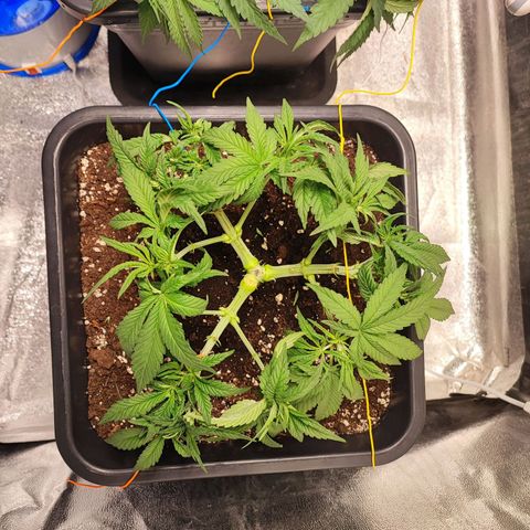 White Widow #1 growlog photo: Leggera defoliazione e Lollipopping 
