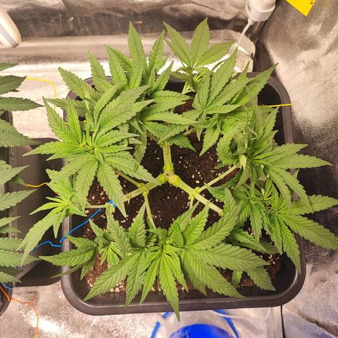 White Widow #1 growlog photo: Rimosse le cime fimmate; il fimming è stato un successo, ma si è rallentato lo sviluppo della pianta 