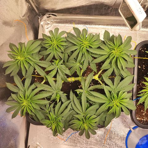 Dos si Dos 33 #1 growlog timeline photo
