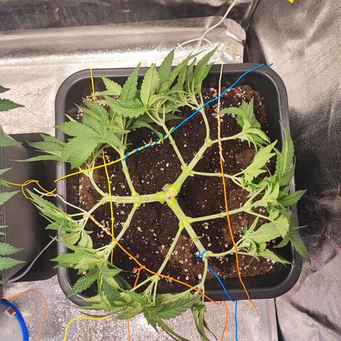 White Widow #1 growlog timeline photo