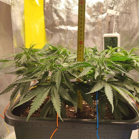 Dos si Dos 33 #1 growlog timeline photo
