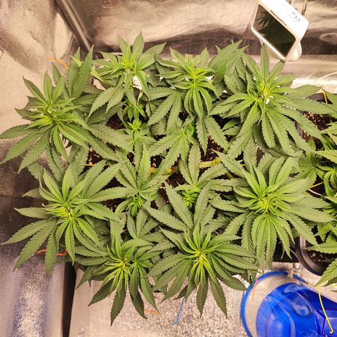 Dos si Dos 33 #1 growlog timeline photo