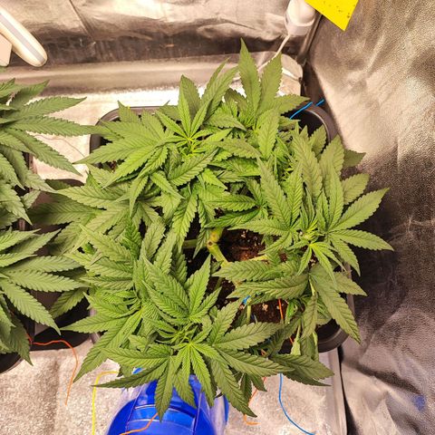 White Widow #1 growlog timeline photo
