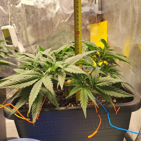 White Widow #1 growlog timeline photo