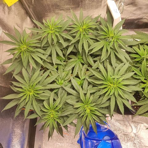 Dos si Dos 33 #1 growlog timeline photo