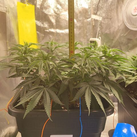 Dos si Dos 33 #1 growlog timeline photo