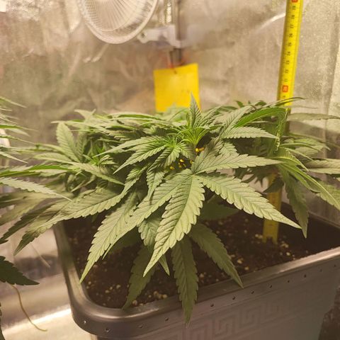 White Widow #1 growlog timeline photo