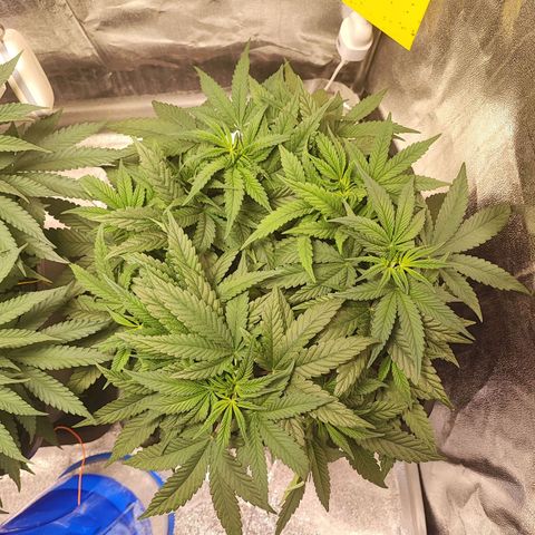 White Widow #1 growlog timeline photo