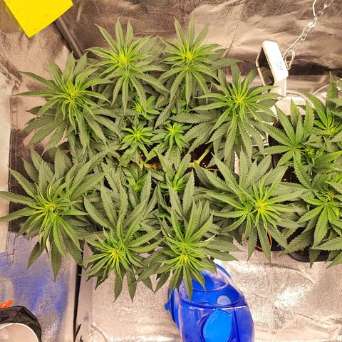 Dos si Dos 33 #1 growlog timeline photo