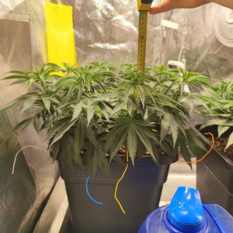 Dos si Dos 33 #1 growlog timeline photo