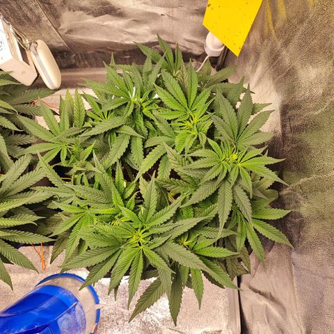 White Widow #1 growlog timeline photo