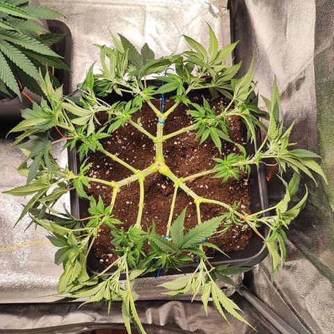 White Widow #1 growlog photo: Rimessi i fili per allargare la pianta
Era troppo cespugliosa e ingestibile