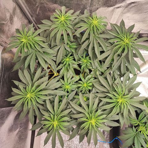 Dos si Dos 33 #1 growlog timeline photo