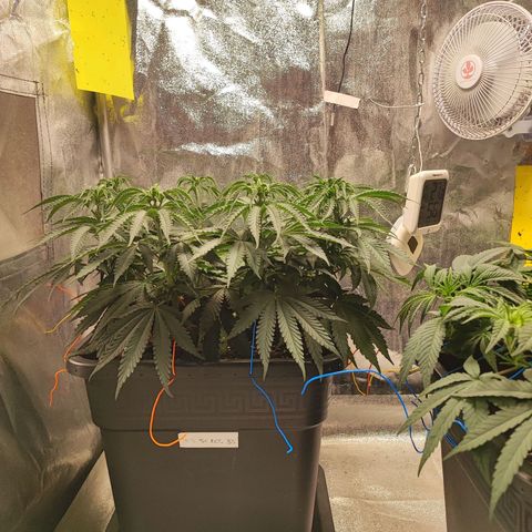 Dos si Dos 33 #1 growlog timeline photo