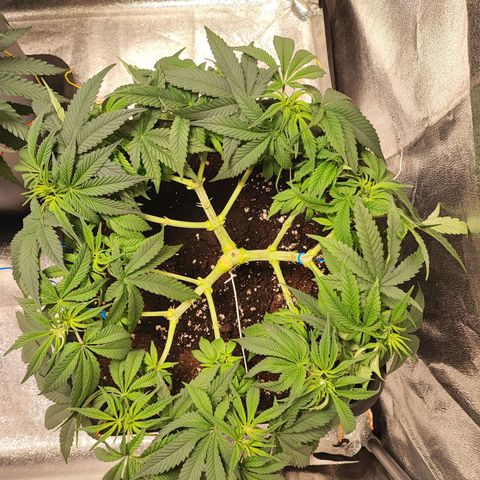 White Widow #1 growlog timeline photo