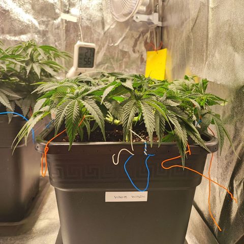 White Widow #1 growlog timeline photo