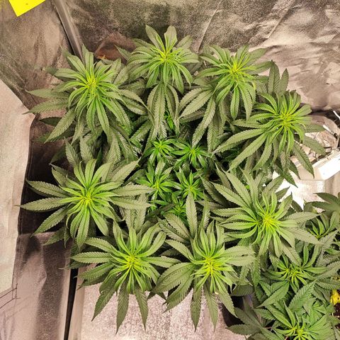 Dos si Dos 33 #1 growlog timeline photo