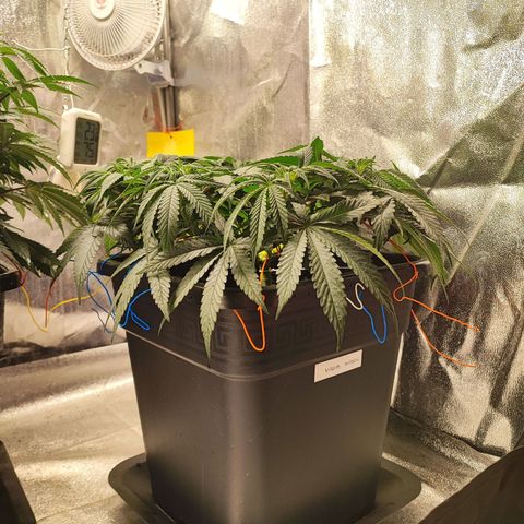 White Widow #1 growlog timeline photo