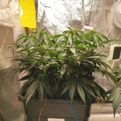 Dos si Dos 33 #1 growlog timeline photo