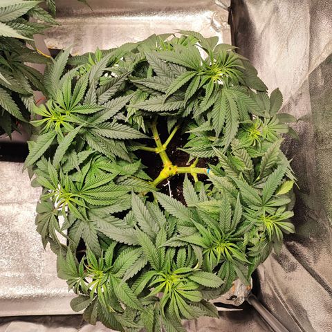 White Widow #1 growlog timeline photo