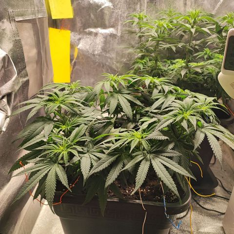 White Widow #1 growlog timeline photo