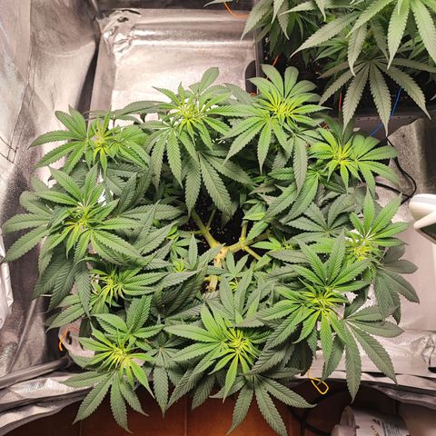 White Widow #1 growlog timeline photo