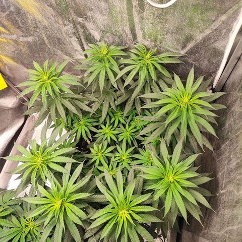 Dos si Dos 33 #1 growlog timeline photo