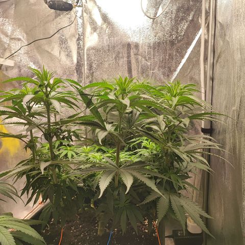 Dos si Dos 33 #1 growlog timeline photo
