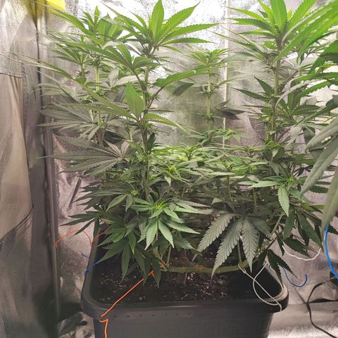 Dos si Dos 33 #1 growlog timeline photo