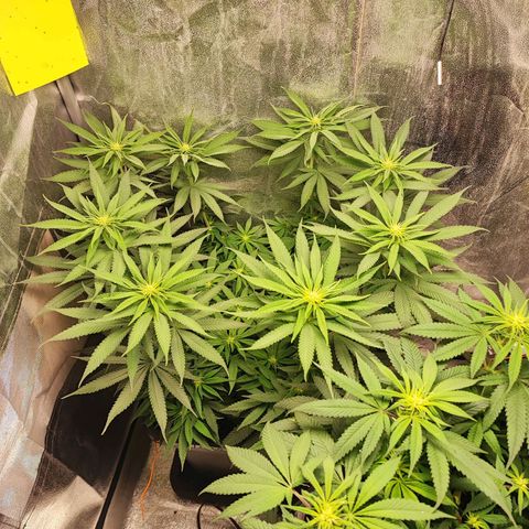 Dos si Dos 33 #1 growlog timeline photo