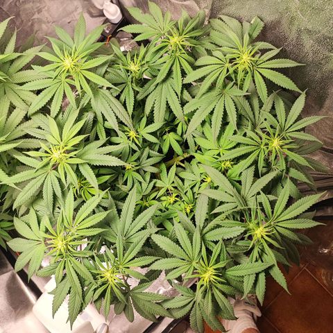 White Widow #1 growlog timeline photo
